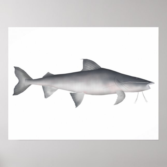 Piraiba Poster (Vorne)
