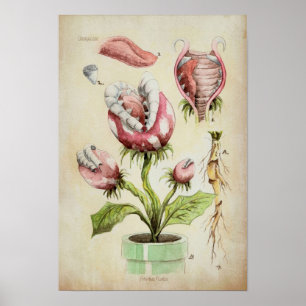 Piranha Pflanze Botanische Illustration Poster