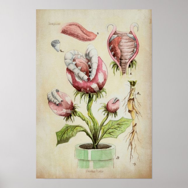 Piranha Pflanze Botanische Illustration Poster (Vorne)