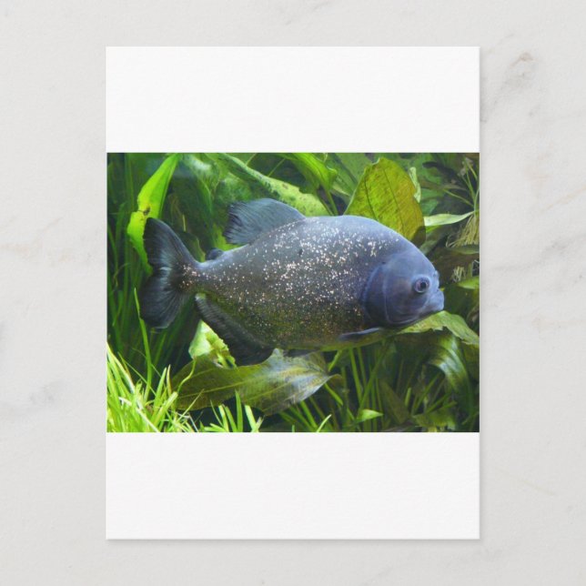 Piranha Postkarte (Vorderseite)