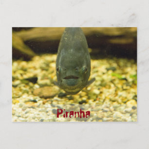 Piranha Postkarte