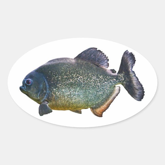 Piranha Sticker (Vorderseite)