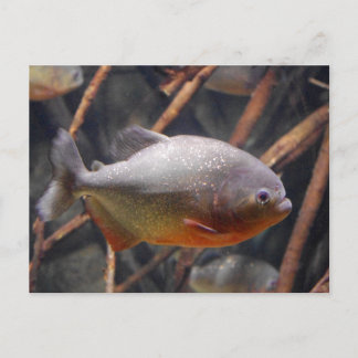 Piranha - unschuldiger Blick auf Braunfisch Postkarte