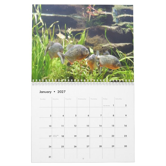 Piranhas-Wandkalender Kalender (Jan 2027)
