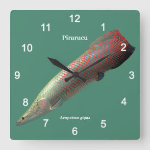 Pirarucu, Arapaima gigas Quadratische Wanduhr