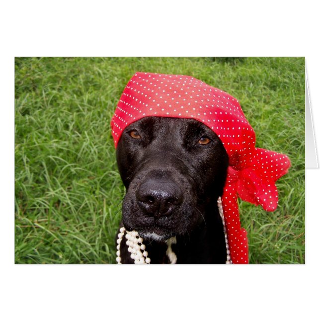 Piratenhund, schwarzes Labor, rotes Häckerhirschen (Vorderseite (Horizontal))