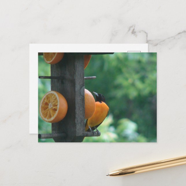 Pirol und Orangen Postkarte (Vorderseite/Rückseite Beispiel)