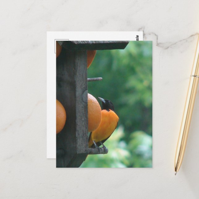 Pirol und Orangen Postkarte (Vorderseite/Rückseite Beispiel)