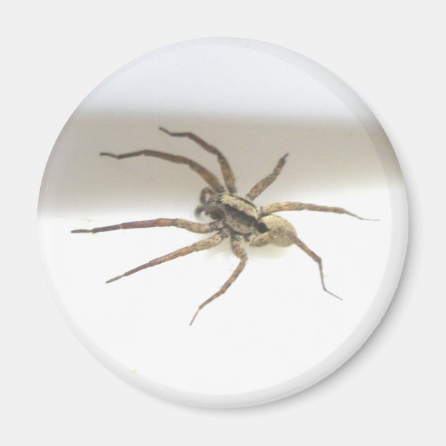 Pisaurana mira Male Magnet (Vorne)