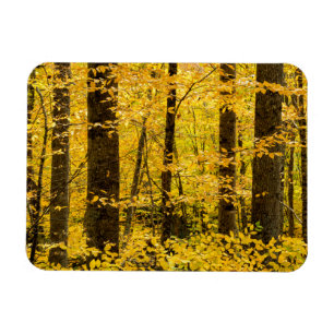 Pisgah National Forest im Herbst Magnet
