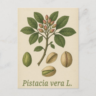 Pistachio vera Postcard Postkarte