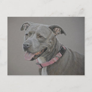 Pit Bull Dog Postkarte
