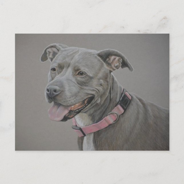 Pit Bull Dog Postkarte (Vorderseite)