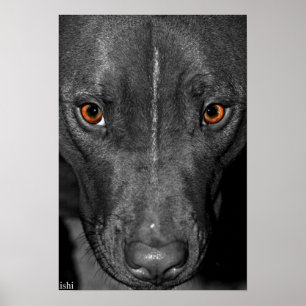 Pit Bull Eyes. Schwarz und Weiß und Farbe Poster
