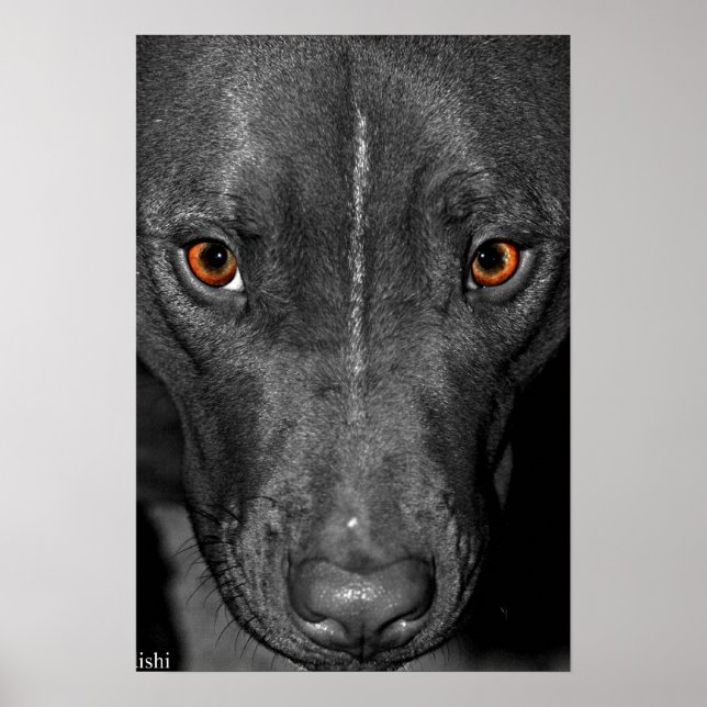 Pit Bull Eyes. Schwarz und Weiß und Farbe Poster (Vorne)