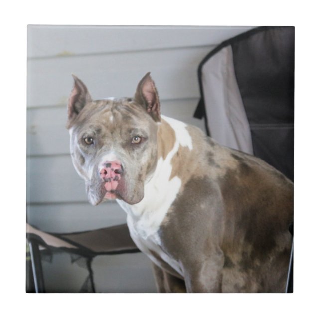 Pit bull fliese (Vorderseite)