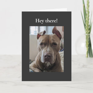 Pit Bull Hallo da Karte