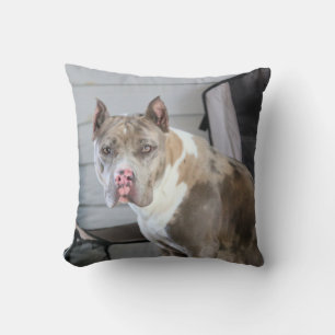 Pit bull kissen