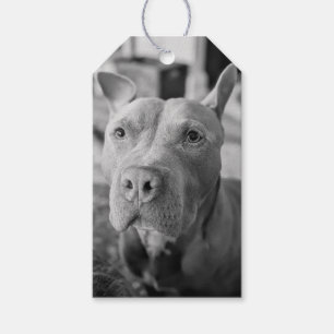 Pit Bull Liebesfotografie Geschenkanhänger