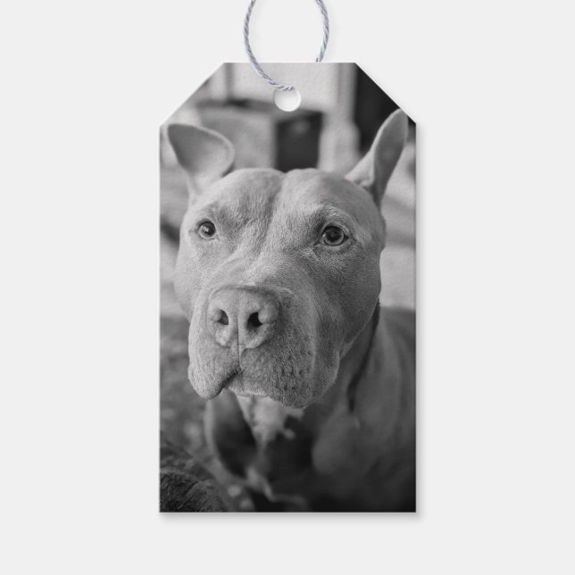 Pit Bull Liebesfotografie  Geschenkanhänger (Vorderseite)