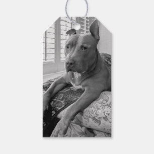 Pit Bull Liebesfotografie Geschenkanhänger