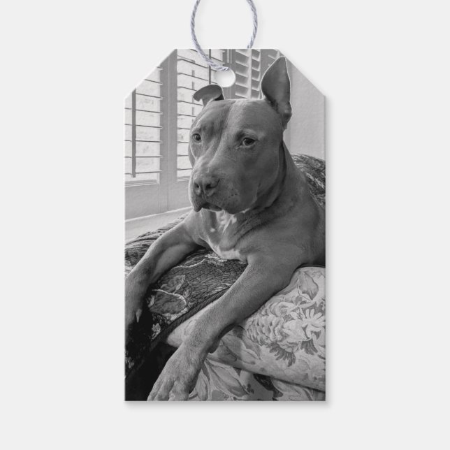 Pit Bull Liebesfotografie  Geschenkanhänger (Vorderseite)