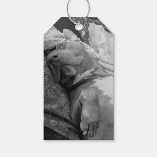 Pit Bull Liebesfotografie  Geschenkanhänger (Vorderseite)