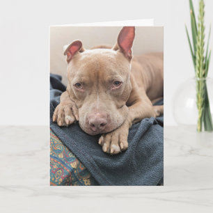 Pit Bull Liebeskarte leer Karte