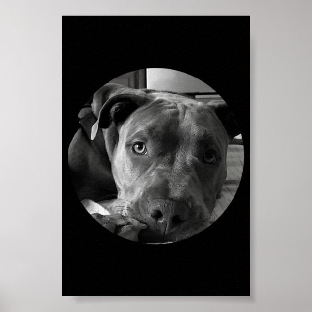 Pit bull poster (Vorne)