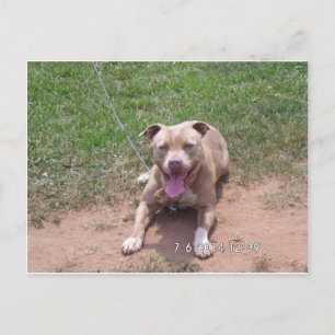 Pit Bull Products Postkarte