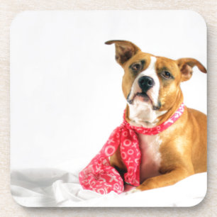 Pit Bull Puppy-Liebe in rosa XOXO Getränkeuntersetzer
