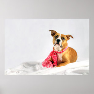 Pit Bull Puppy-Liebe in rosa XOXO Poster