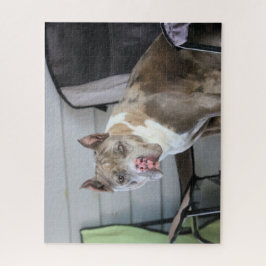 Pit Bull Puzzle