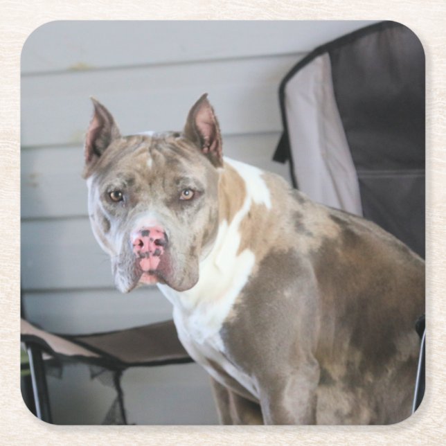 Pit Bull Rechteckiger Pappuntersetzer (Vorderseite)