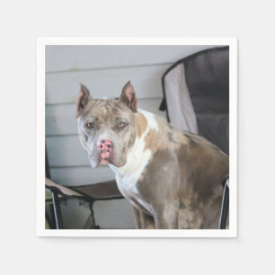 Pit Bull Serviette