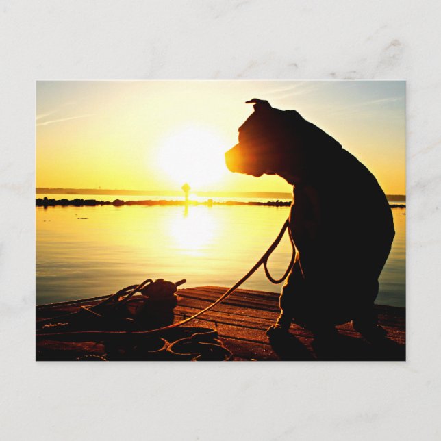 Pit Bull Sunrise Postkarte (Vorderseite)