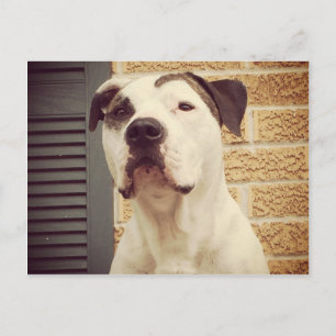 Pit Bull T-Bone Postkarte