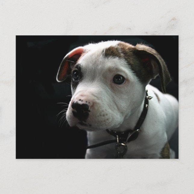 Pit Bull T-Bone Postkarte (Vorderseite)