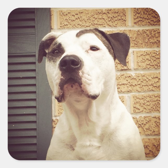 Pit Bull T-Bone Quadratischer Aufkleber (Vorderseite)
