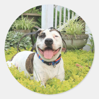 Pit Bull T-Bone Runder Aufkleber