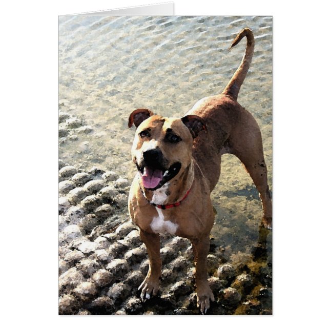 Pit Bull Terrier (Vorne)