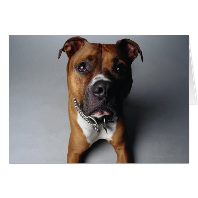 Pit Bull Terrier belagern (Vorderseite (Horizontal))