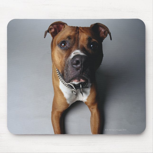 Pit Bull Terrier belagern Mousepad (Vorne)