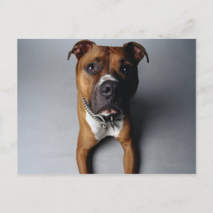 Pit Bull Terrier belagern Postkarte