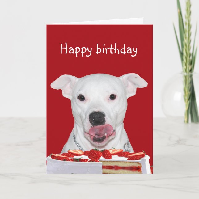 Pit Bull Terrier Birthday Karte (Vorderseite)