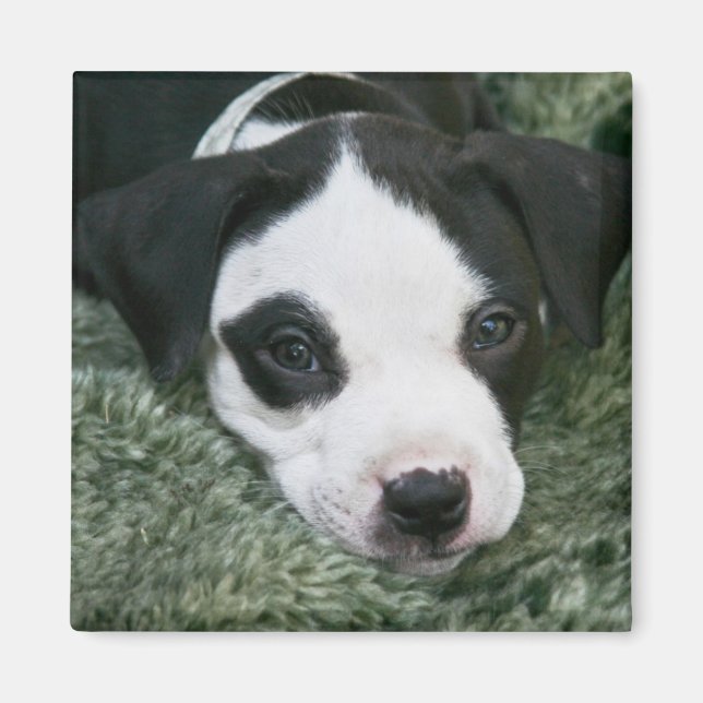 Pit Bull Terrier Pup Magnet - "Angie" (Vorne)