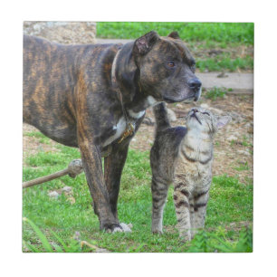 Pit Bull und Cat Fliese