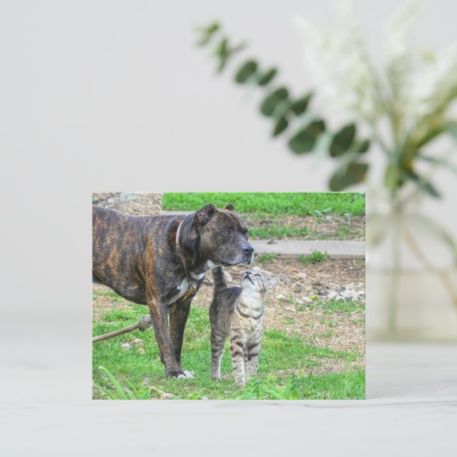 Pit Bull und Cat Postkarte (Stehend Vorderseite)