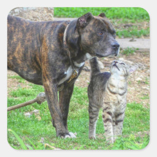 Pit Bull und Cat Quadratischer Aufkleber