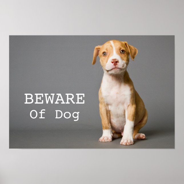 Pit-Bull-Welpe Poster (Vorne)